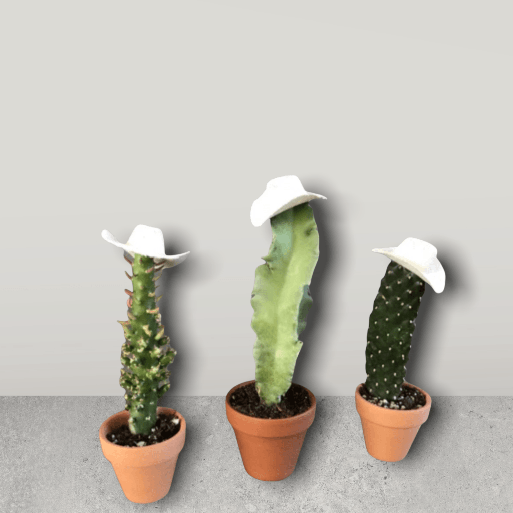 Cowboy Cacti Trio 🤠