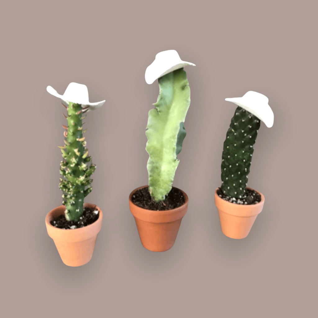Cowboy Cacti Trio
