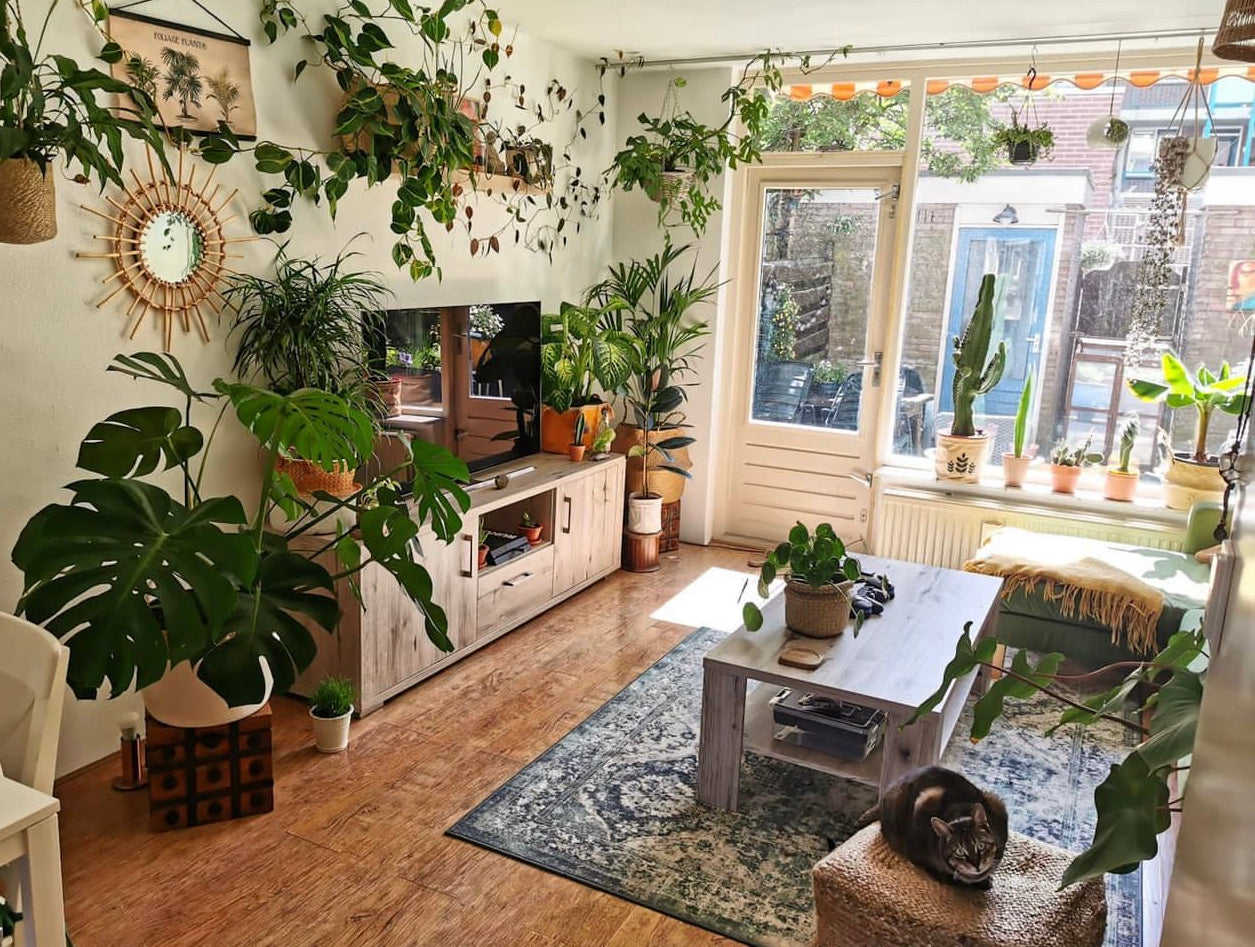 house plant consultant Houseplant Consultation - Austin, Tx