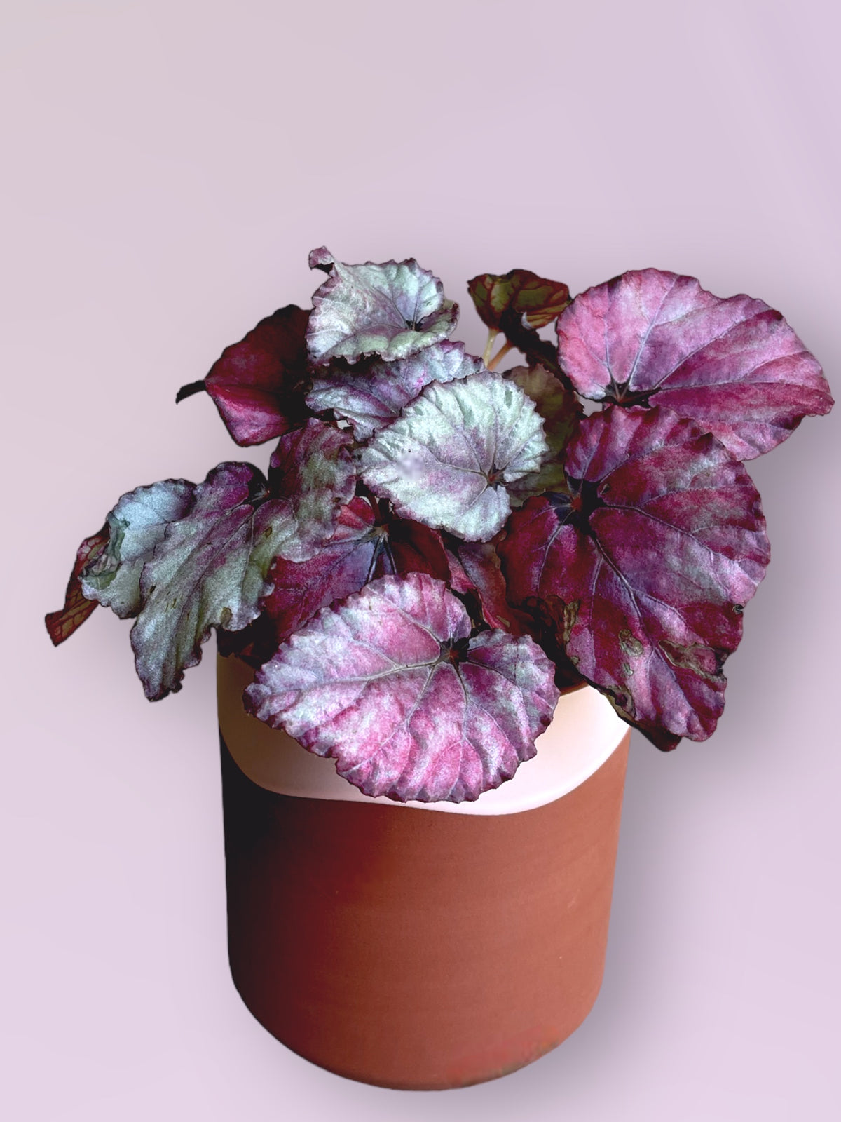 Rex Begonia in Napoleon Planter | Plant Party