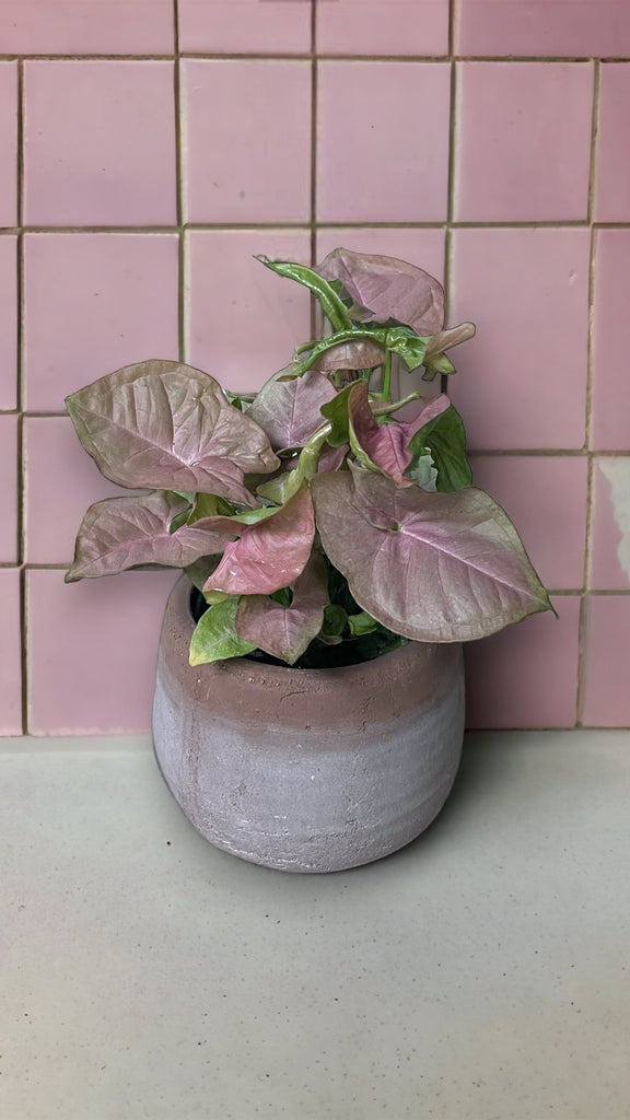 Syngonium Butterfly in Mauve Planter