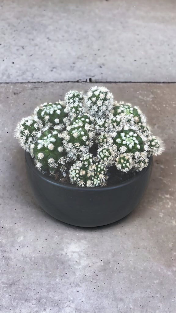 Thimble Cactus in Ebony Bowl