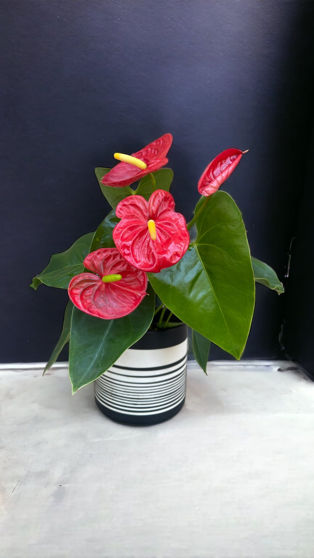 Plant Party Anthurium Planter