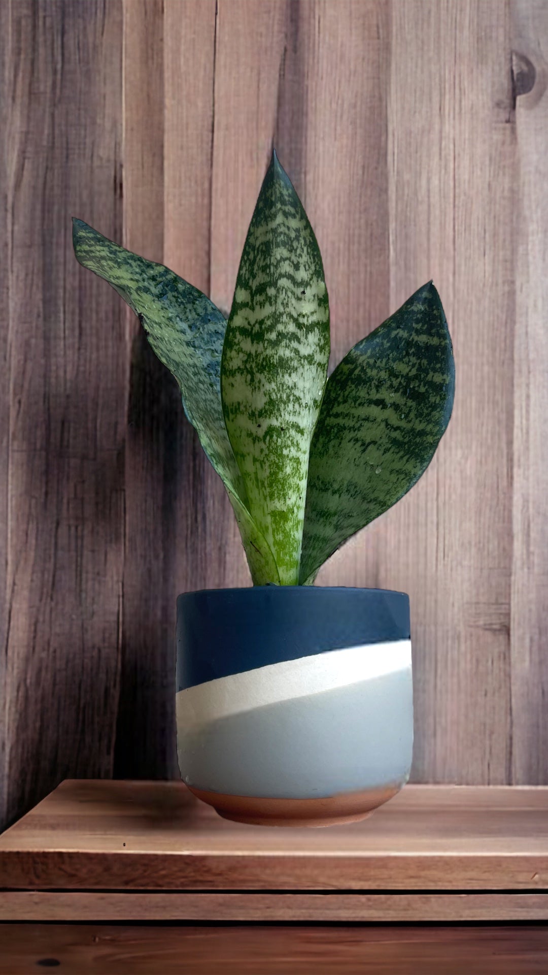 Snake in Hidalgo Planter