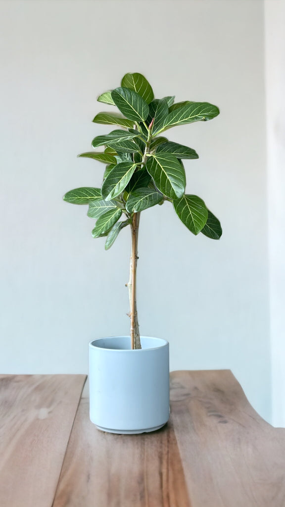 Ficus Altissima in Blu Matte Planter