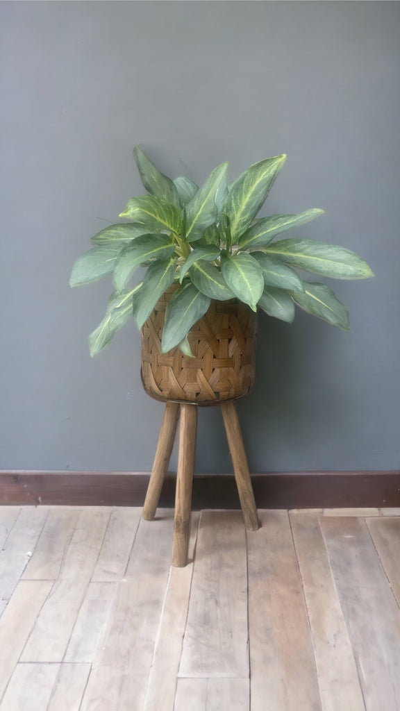 Chinese Evergreen in Basket Plant Stand