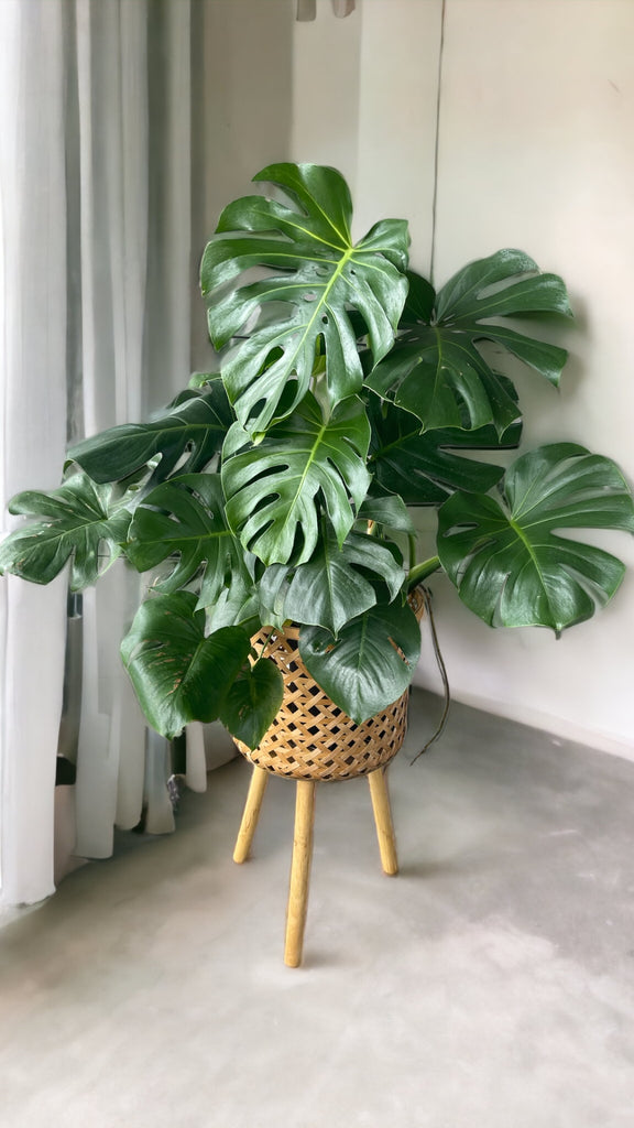 Monstera in Rattan Basket Plant Stand