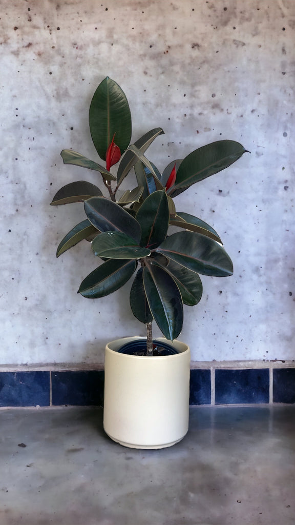 Burgundy Rubber Tree in Cafe Planter
