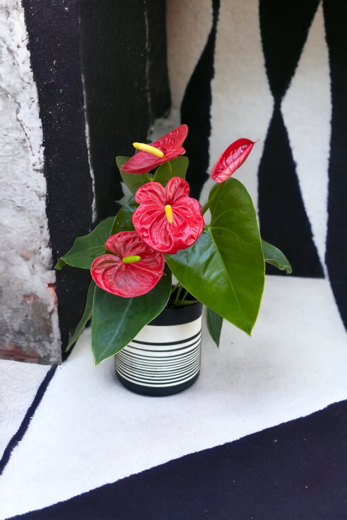 Red Anthurium in Mime Planter