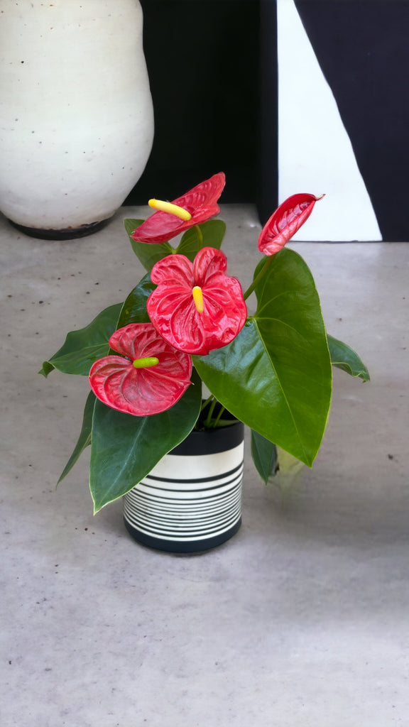 Red Anthurium in Mime Planter