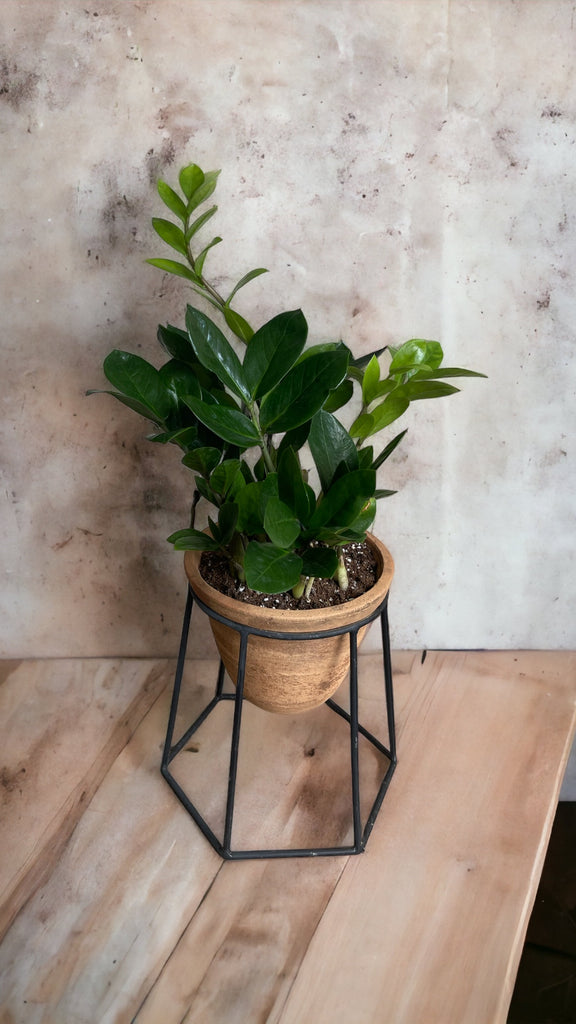 Zz Plant in Terracotta Plant Stand
