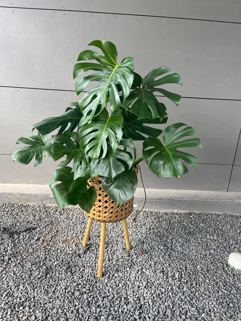 best plant stand for monstera Monstera in Rattan Basket Plant Stand