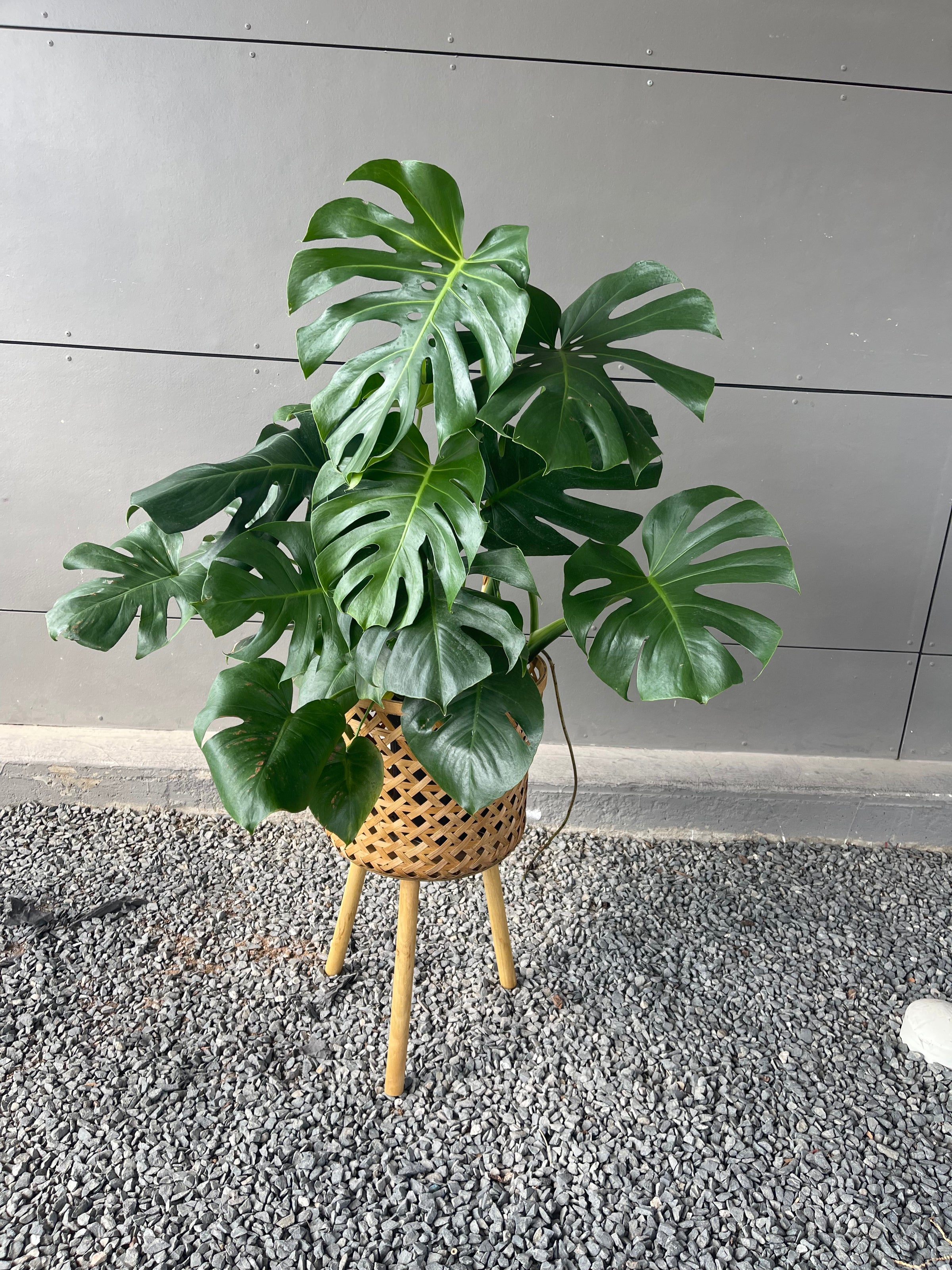 monstera plant stand Monstera in Rattan Basket Plant Stand