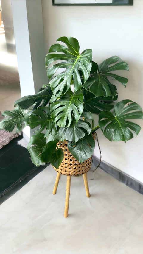 Monstera in Rattan Basket Plant Stand