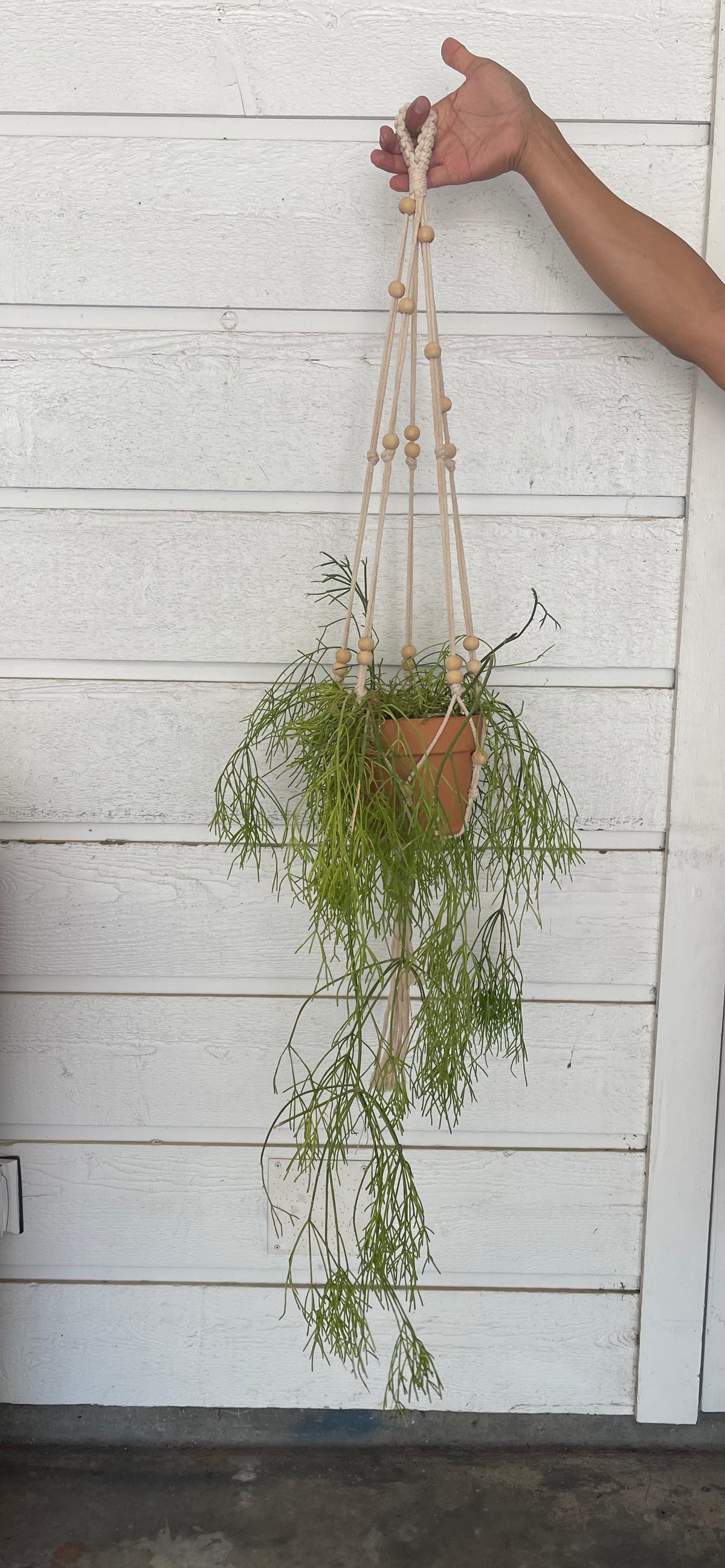 Rhipsalis in Hanging Macrame | Plant Party