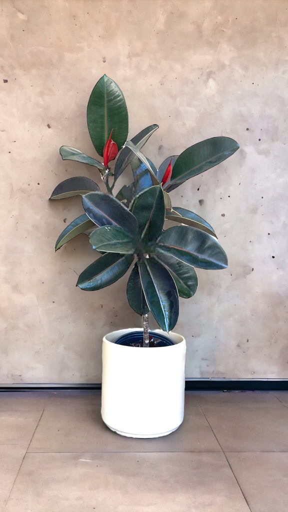 Burgundy Rubber Tree in Cafe Planter