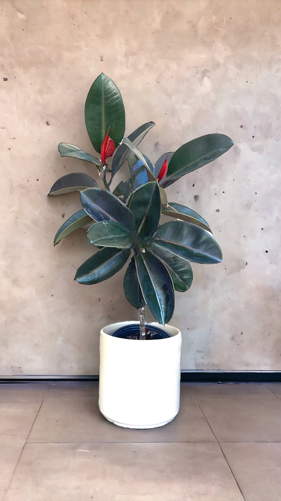 planter for rubber tree Burgundy Rubber Tree in Cafe Planter