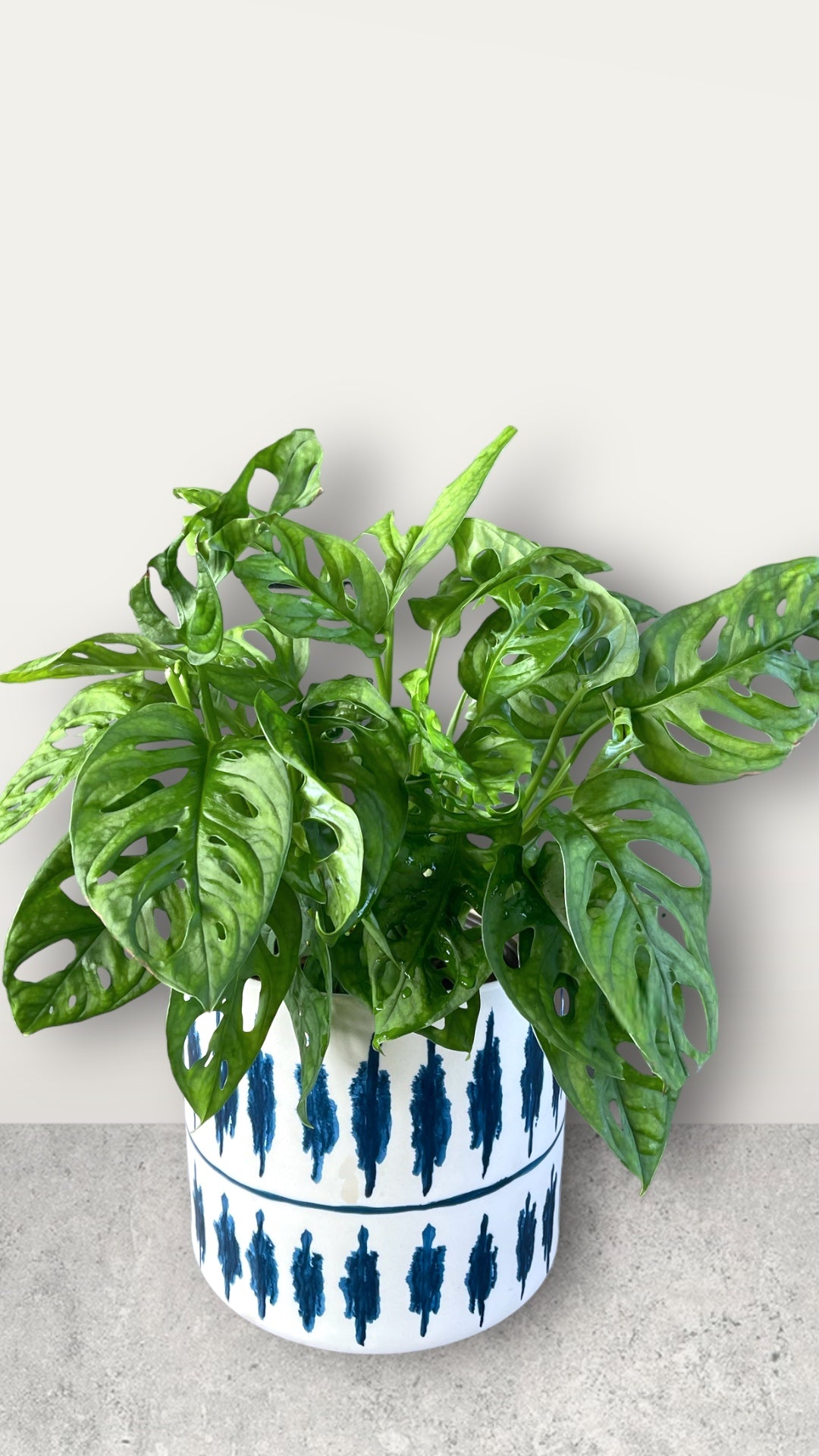 Swiss Cheese Vine in Blu Genes Planter