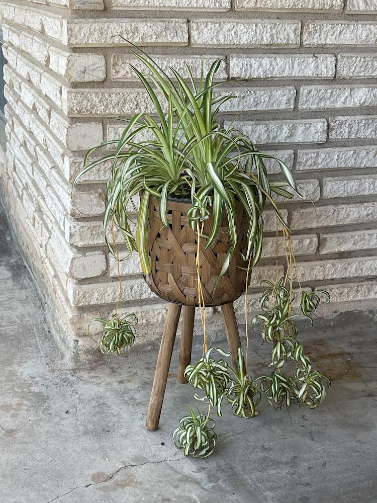 Airplane Plant in Rattan Stand