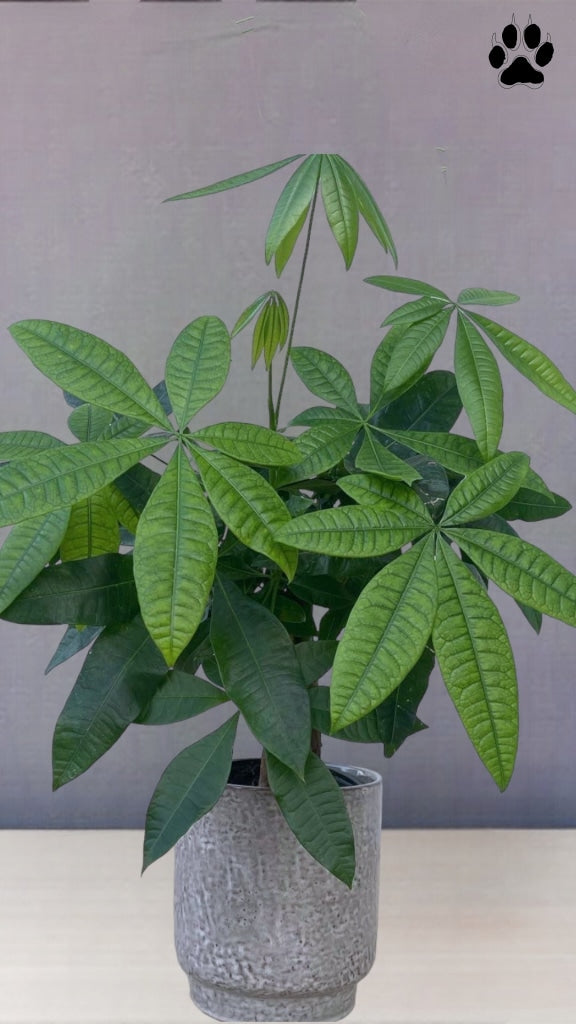 Money Tree In The Lavender Planter