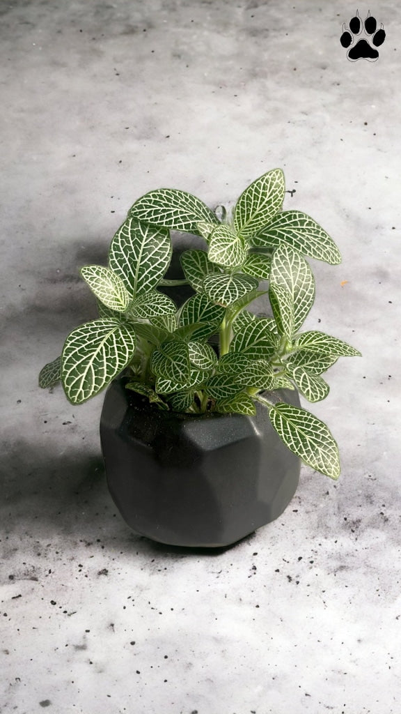 Chisel Planter Nerve Plant in Chisel Planter | Plant Party