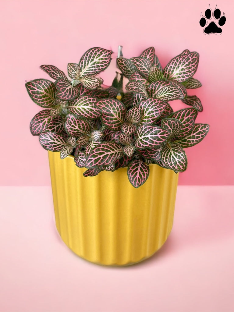 Nerve Plant in Mustard Planter Plant Party