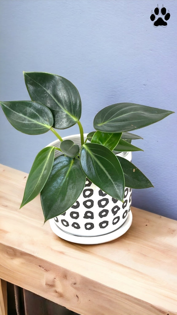 Peperomia Maculosa In Pebble Planter