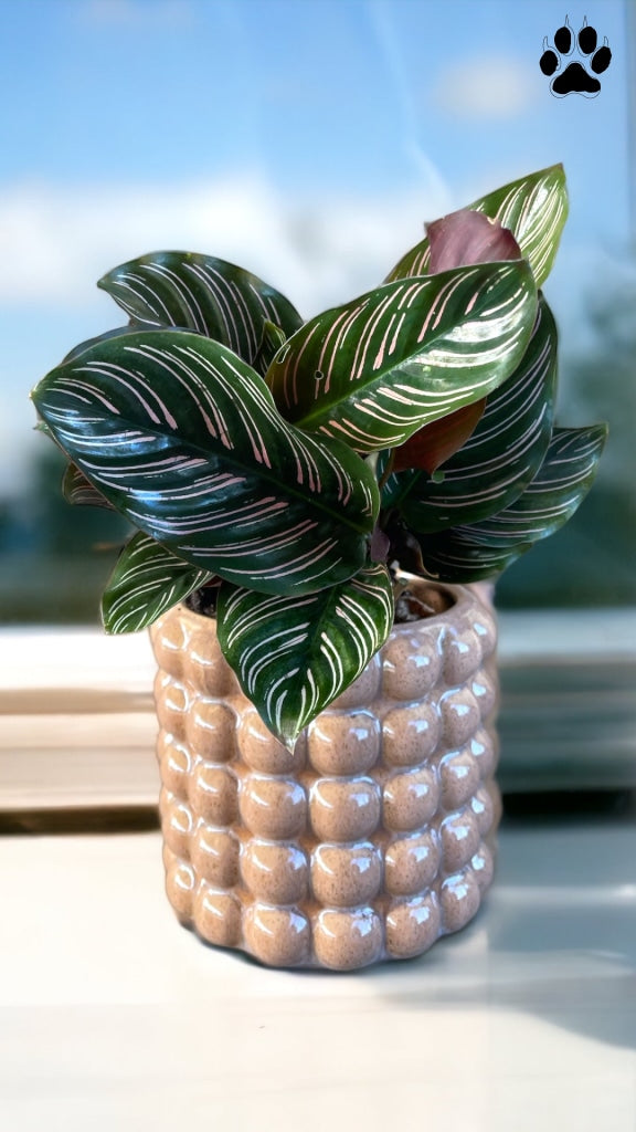 Pinstripe In Vibes Planter