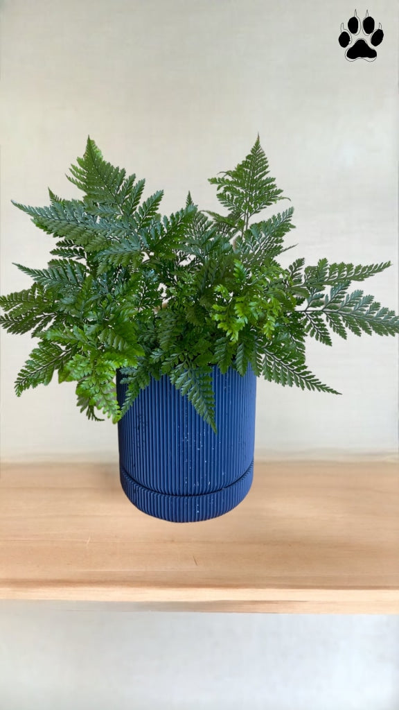 Plant Party Rabbit Foot Fern