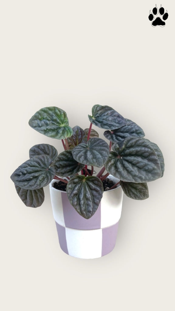 Ripple Pepperomia In Checkers Planter