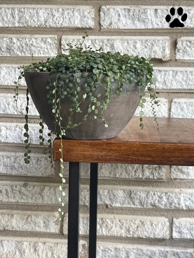 String Of Turtles In Concrete Planter
