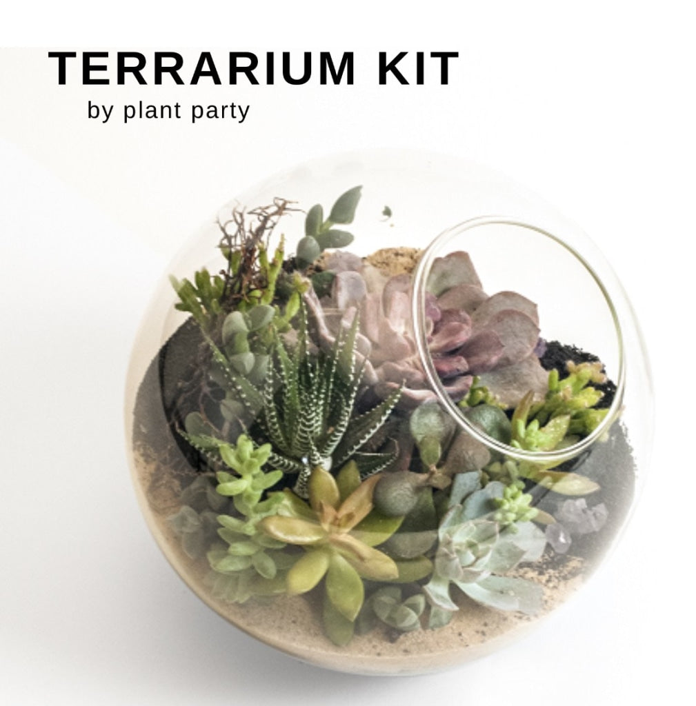 Complete Terrarium Building Kit - Succulent Plant Kit - Terrarium Kit –  OBEnaturelle