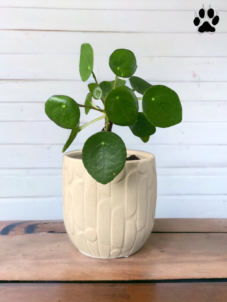 ufo plant pot UFO plant in Shapes Planter
