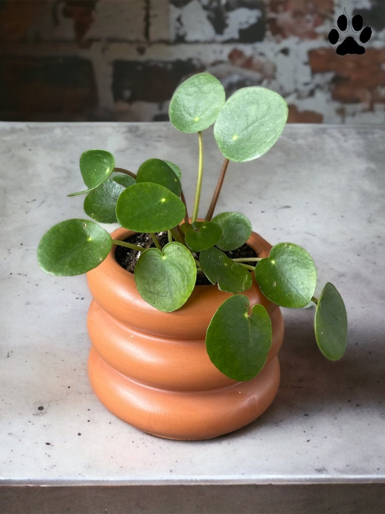 ufo plant pot UFO plant in Tubular Terracotta Planter