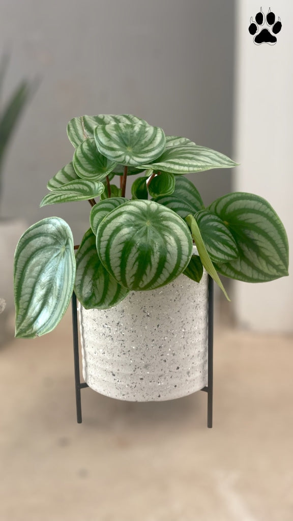 Watermelon Peperomia In Terracotta Plant Stand