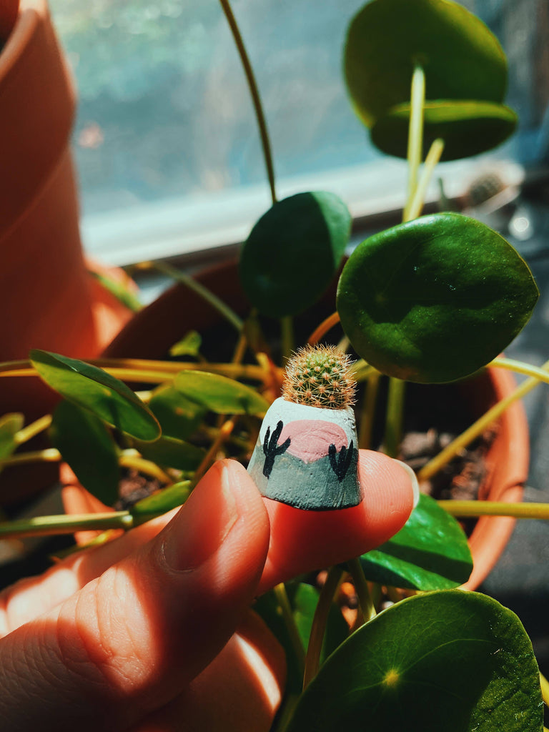 O'Berry's Succulents - Mini Desert Pot