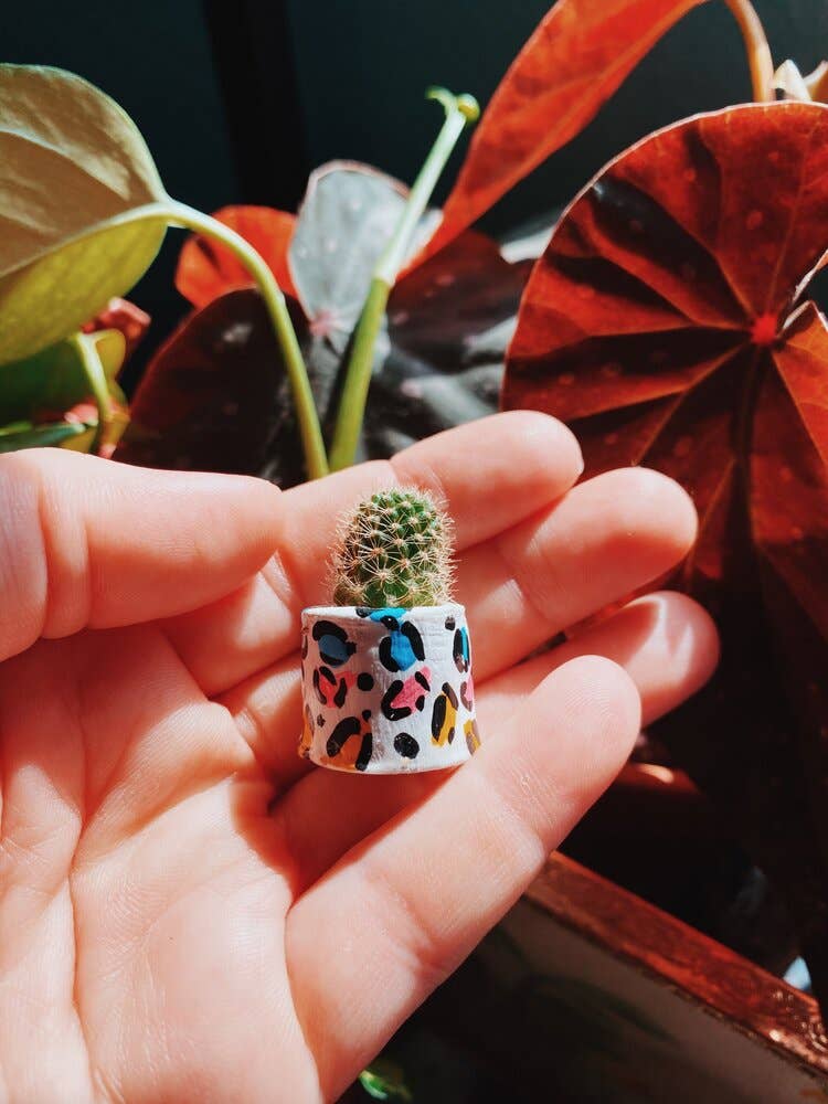 O'Berry's Succulents - Leopard Print Pot