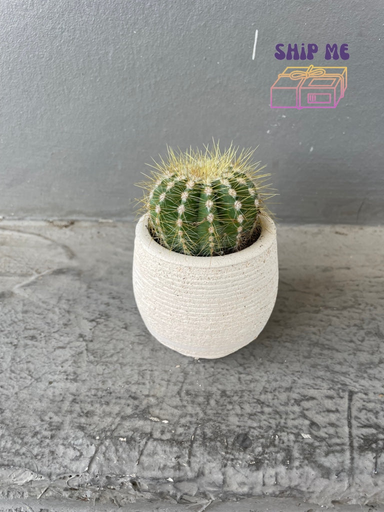 Barrel Cactus In Stoneclay Planter -Local Artist Lush Leaf Pottery