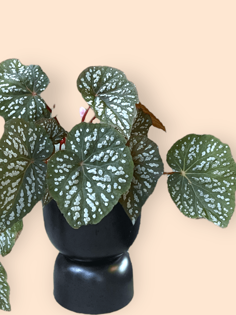 Begonia In Black Hourglass Planter