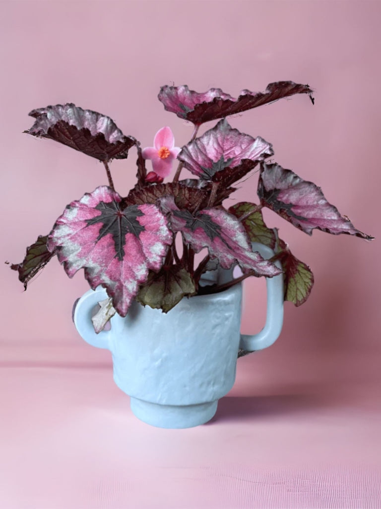 Begonia In Le Joieux Planter