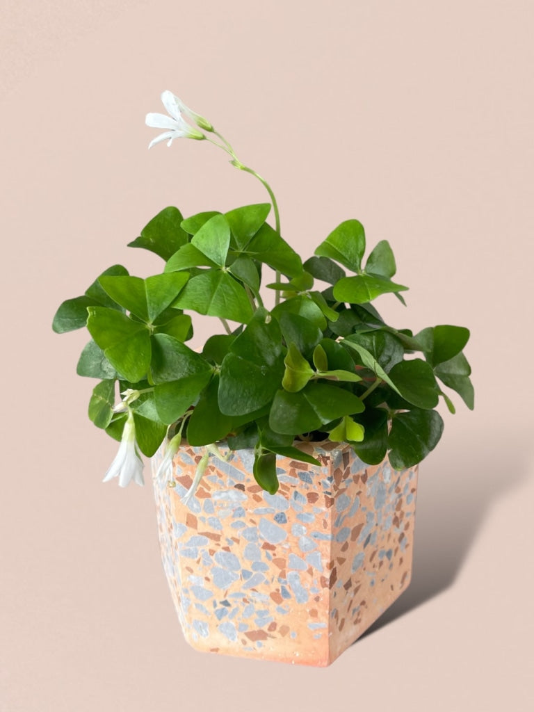 Green Blooming Oxalis In Peachy Terrazzo Planter