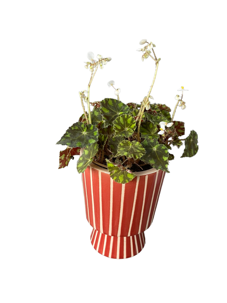 Blooming Tigre Begonia In Cirque Planter