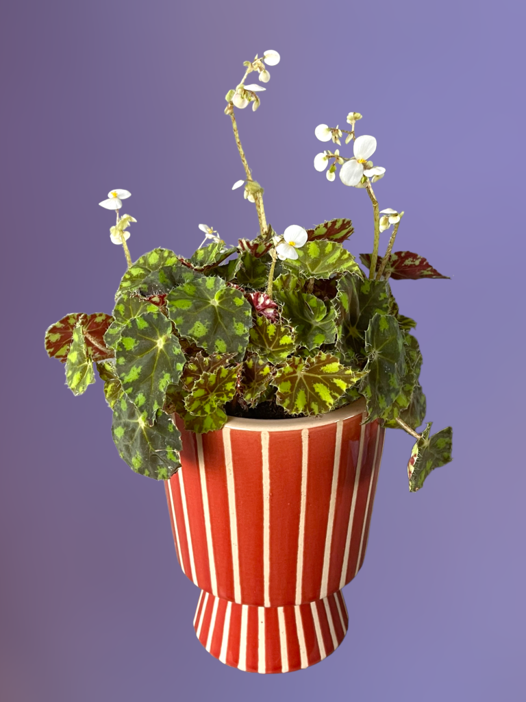 Blooming Tigre Begonia In Cirque Planter