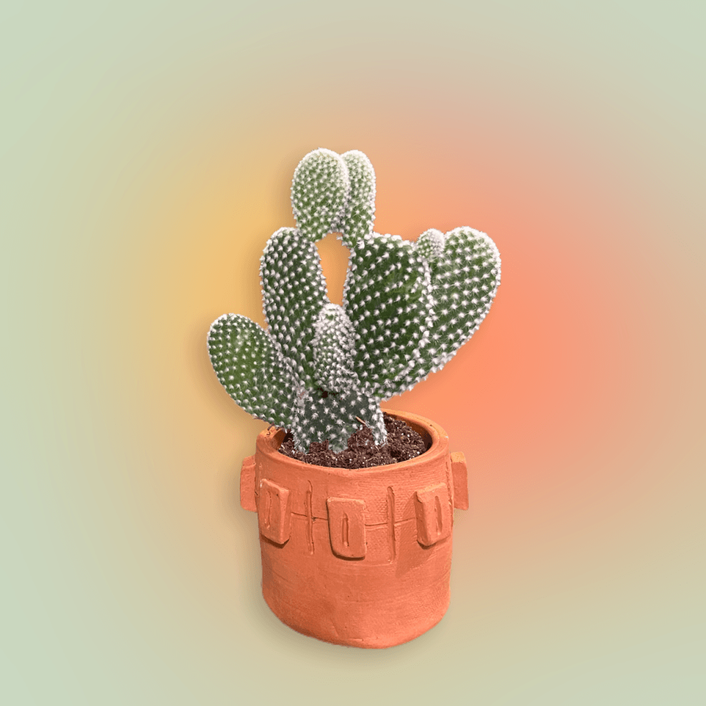 Plant Party Bunny Ears Cacti
