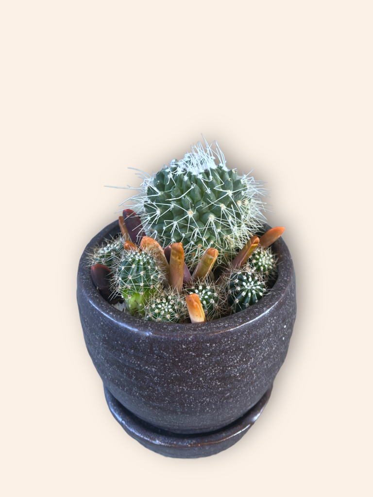 Cacti Cluster In Planter W/ Dish