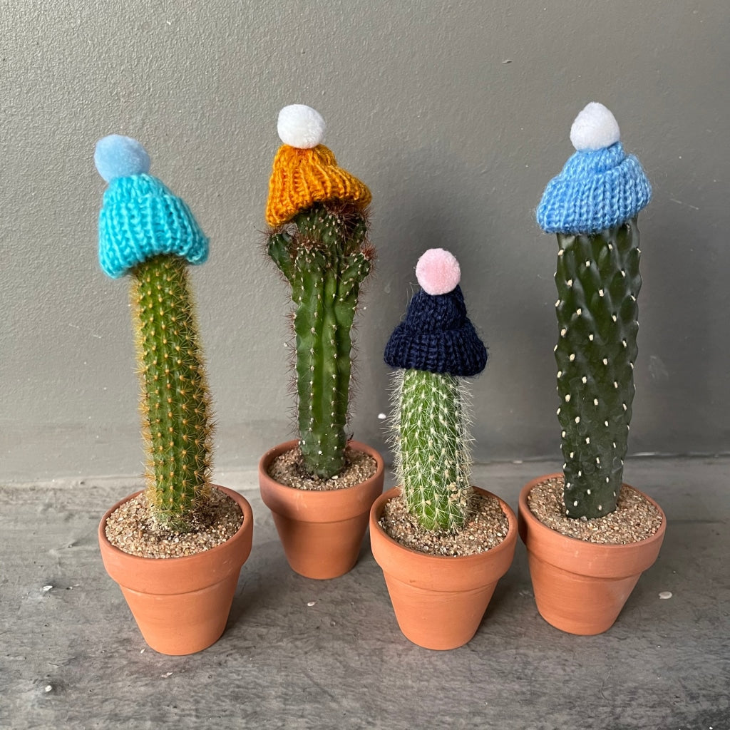 Cacti Funnukah Holiday Plant