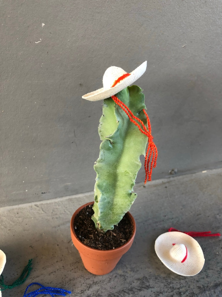 Cacti Rico (Choose One Two Or Three Amigos) Houseplant