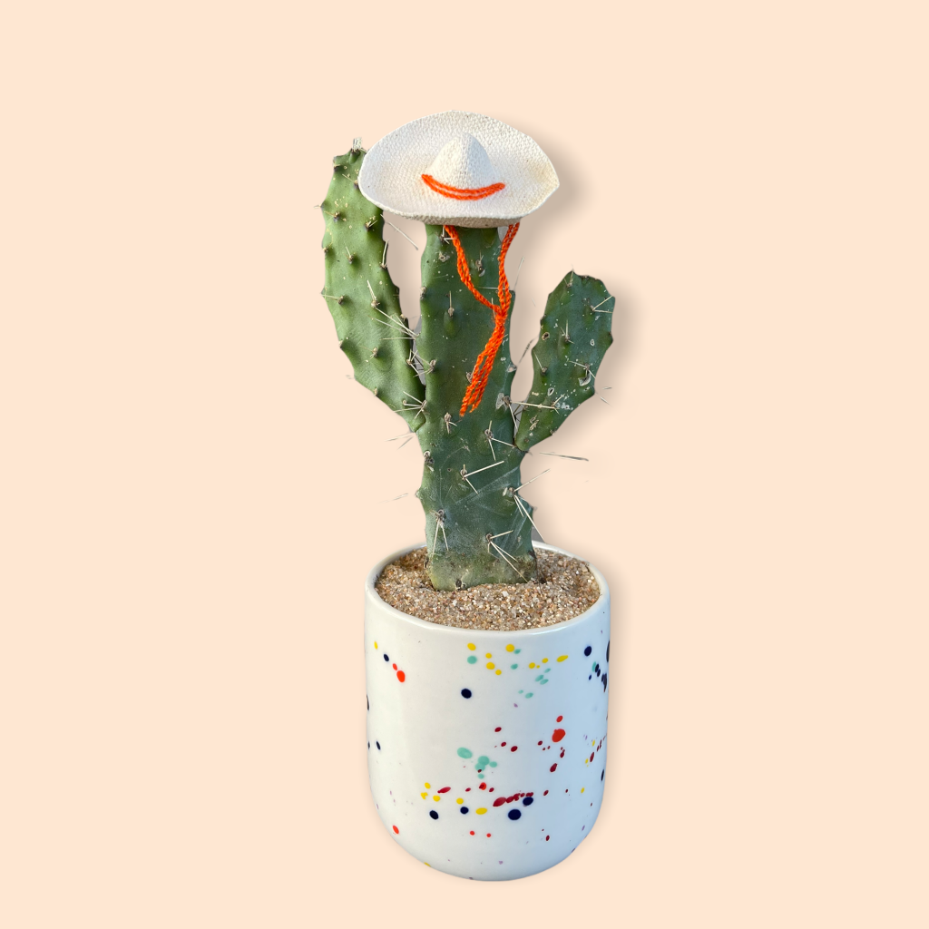 Cacti Rico in Confetti Planter