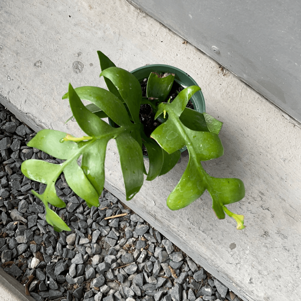 Cactus Fern Houseplant