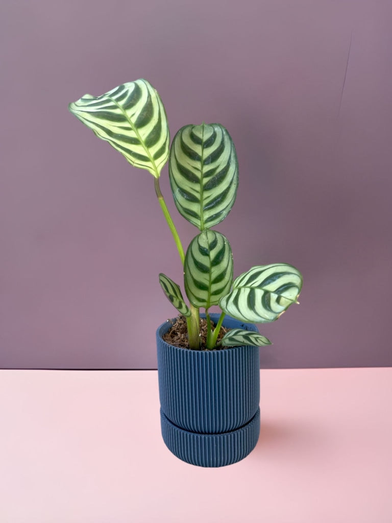 Calathea Ctanthe In Conifer Planter
